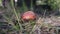 Macro Small Mushroom Amanita Grows in a Coniferous Forest