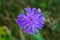 Macro of a small purple scabiosa in full bloom