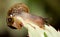 Macro of a small slimy brown snail