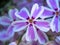 Macro of a small white and violet bloom