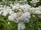 Macro of the small whitish to yellowish flowers of Western pearly everlasting or pearly everlasting Anaphalis margaritacea