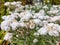 Macro of the small whitish to yellowish flowers of Western pearly everlasting or pearly everlasting Anaphalis margaritacea