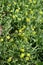Macro of small yellow flowers of ceratocephala testiculata