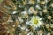 Macro of small yellowish white flower of Mammillaria cactus