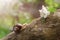 Macro of a snail crawls on tree toward blossom flower, outdoors, natural light.