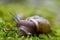 Macro of snail with shell and tentacles on green surface