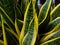 Macro of Snake plant leaves or Sansevieria Trifasciata. Green succulent plant