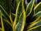 Macro of Snake plant leaves or Sansevieria Trifasciata. Green succulent plant