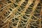 Macro snippet. Echinocactus grusonii Hildm (Golden Barrel Cactus, Golden Ball, Mather-in-Law\'s Cushion)