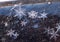 Macro of Snowflakes, frozen in ice