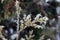 Macro snowflakes on golden larch