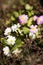 Macro of softly blurred primroses blooming in sunny winter time