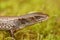 Macro of Southern alligator lizard on green moss