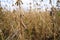 Macro of Soybean Stalk with Pods in a Farmer\\\'s Field