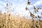 Macro of Soybean Stalk with Pods in a Hilly Farmer\\\'s Field