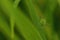 Macro of a speckled bush-cricket on a leaf