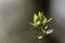 Macro of spice bush leaves, Calycanthus occidentalis.