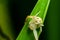 Macro spider on green leaves