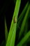 Macro spider on green leaves