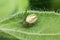 macro spider on plant leaf