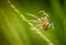 Macro spider portrait,Trap prey on Cobweb