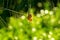 macro spider on the web, the spider web backlit by sun with bokeh