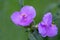 Macro. Spiderwort flower close up scientific name - Tradescantia Virginiana. Beautiful group of purple/violet flowers.