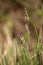 Macro of spikes of Carex nigra, the common sedge