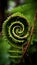 Macro Spiraling fern frond Symmetry Organic