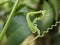 Macro of spiraling tendril plant texture