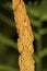 Macro of sporangia of cinnamon fern in Vernon, Connecticut.