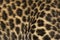 Macro of a Spotted Leopard cub`s fur - Panthera pardus