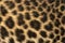 Macro of a Spotted Leopard cub`s fur - Panthera pardus