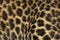 Macro of a Spotted Leopard cub\'s fur - Panthera pardus