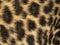 Macro of a Spotted Leopard cub\'s fur - Panthera pardus