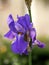 Macro spring flower of iris