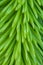Macro of spruce tree needles