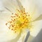 Macro stamens on rockrose flower