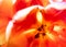 Macro stamens of tulips flower