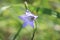 Macro of the star shaped flower on a common harebell
