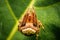 Macro Stock Image - Jumping spider on leaf extreme close up. Macro photo of jumper Spider on green leaf isolated green background