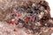 Macro stone Cinnabar with mineral stibnite on a white background