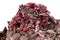 Macro stone Erythrite mineral on white background