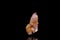 Macro stone mineral cactus quartz amethyst on a black background