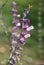 Macro strands of fuzzy purple Salvia flowers