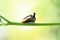 Macro of Strange treehopper on green leaf with blurred of brown background.