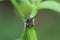 Macro of Strange treehopper on green leaf with blurred of brown background.