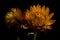 Macro straw flower with pollen