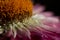 Macro straw flower with pollen