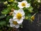 Macro of strawberry flowers with detailed varying length stamens androecium arranged in a circle and surrounded by white petals